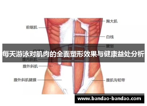 每天游泳对肌肉的全面塑形效果与健康益处分析